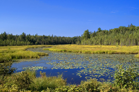 Mizzy Lake Trail - Algonquin Provincial Park, Ontario