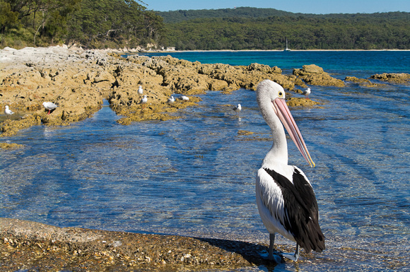 Jervis Bay National Park - New South Wales South Coast