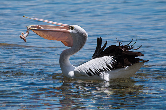 Australian Pelican - Jervis Bay